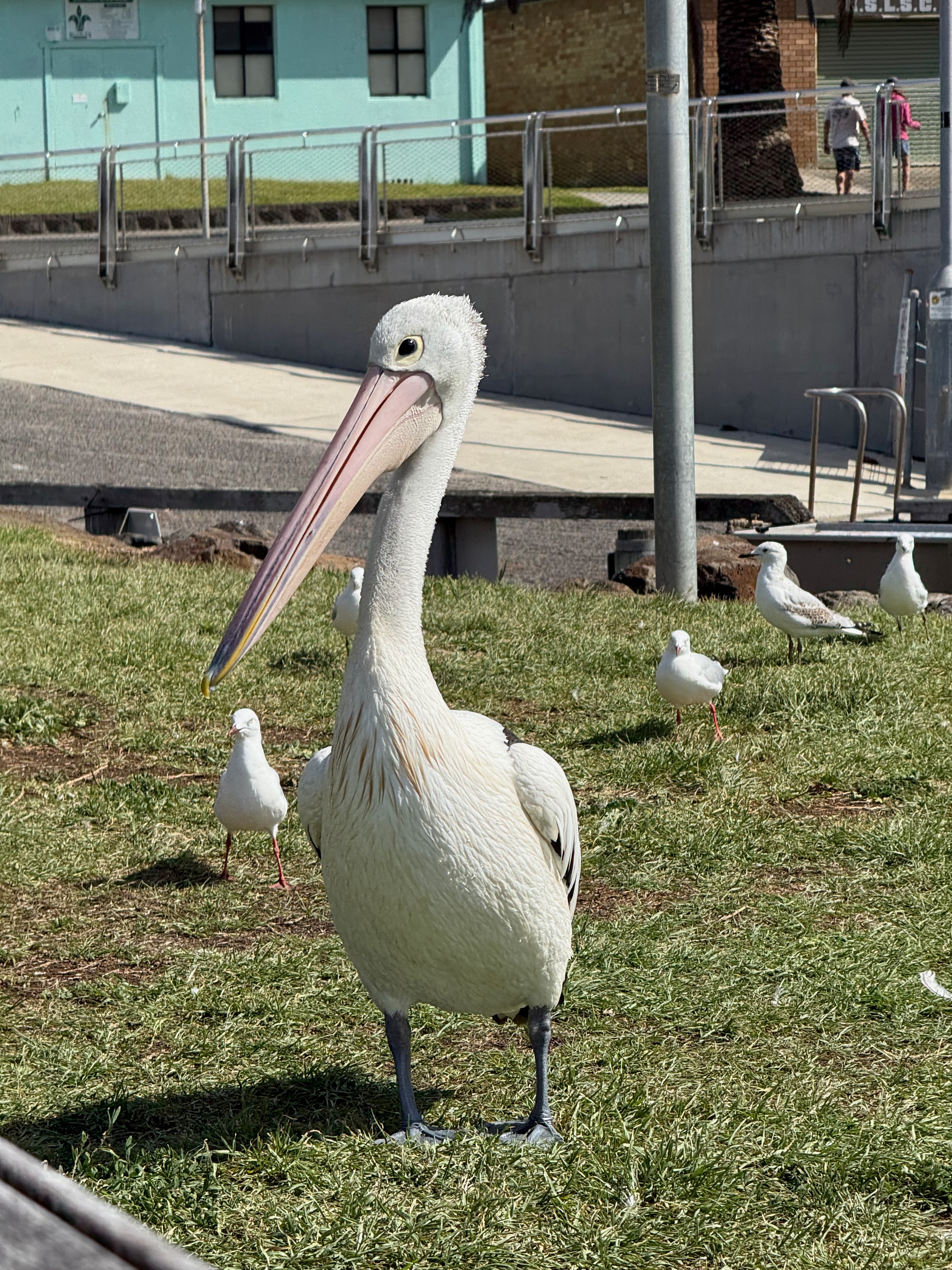 Pelican